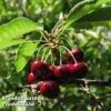 Cherry 'Sylvia' (Mini Fruit Tree) -EcoFlora Sales Shop CHER T10442 A1