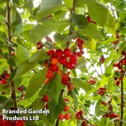 Cherry 'Sylvia' (Mini Fruit Tree) -EcoFlora Sales Shop CHER T10442 C1