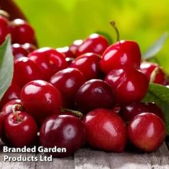 Cherry 'Sylvia' (Mini Fruit Tree) -EcoFlora Sales Shop CHER T10442 D1