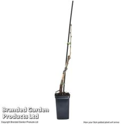 Cherry 'Sylvia' (Mini Fruit Tree) -EcoFlora Sales Shop CHER T10442 G