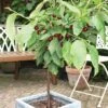Cherry 'Hartland' (patio) -EcoFlora Sales Shop CHER T46917 A h
