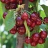 Cherry 'Stella' Bare Root -EcoFlora Sales Shop CHER T71131 A h