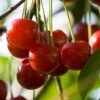 Cherry 'Summer Sun' -EcoFlora Sales Shop CHER T71132 A h
