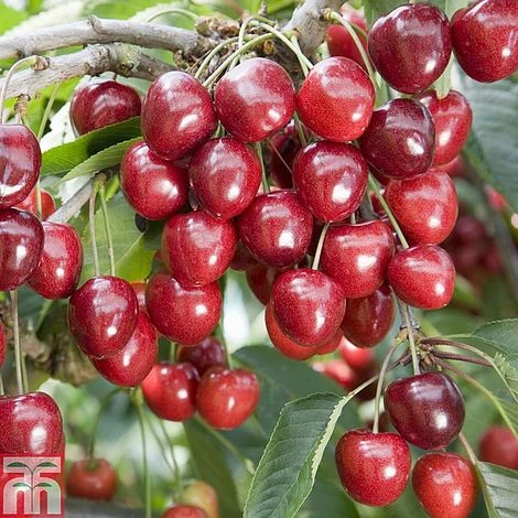 Cherry 'Kordia' 3 Cherry 'Kordia'