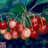 Cherry 'Merton Glory' -EcoFlora Sales Shop CHER TKA1765 A