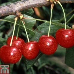 Cherry 'Morello' 10 Cherry 'Morello' -EcoFlora Sales Shop CHER TKA1769 A