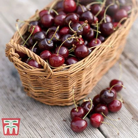 Cherry 'Morello' 3 Cherry 'Morello'