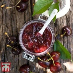 Cherry 'Morello' 9 Cherry 'Morello' -EcoFlora Sales Shop CHER TKA1769 DD