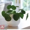 Chinese Money Plant -EcoFlora Sales Shop CHI KA8601 A