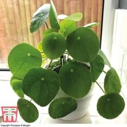 Chinese Money Plant 12 Chinese Money Plant -EcoFlora Sales Shop CHI KA8601 B