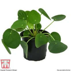 Chinese Money Plant 14 Chinese Money Plant -EcoFlora Sales Shop CHI KA8601 C