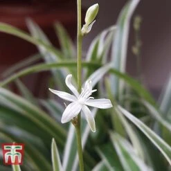 Chlorophytum Comosum 'Variegatum' -EcoFlora Sales Shop CHLO TKA2878 C