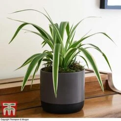 Chlorophytum Comosum 'Variegatum' -EcoFlora Sales Shop CHLO TKA2878 F