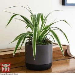 House Plant Urban Jungle Trio 14 House Plant Urban Jungle Trio -EcoFlora Sales Shop CHLO TKA2878 F1