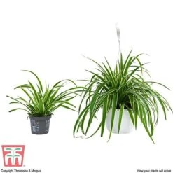 Chlorophytum Comosum 'Variegatum' -EcoFlora Sales Shop CHLO TKA2878 G