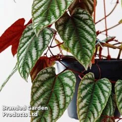 Cissus Discolor -EcoFlora Sales Shop CISS DISCO12CM WKF1189