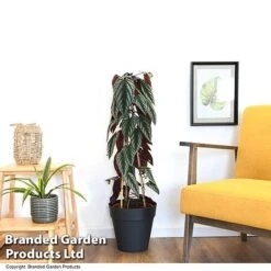 Cissus Discolor -EcoFlora Sales Shop CISS DISCOLOR T47736