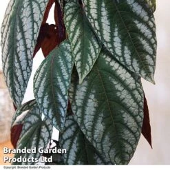 Cissus Discolor -EcoFlora Sales Shop CISS DISCOLOR T47737