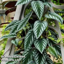 Cissus Discolor -EcoFlora Sales Shop CISS DISCOLOR W45068B