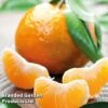 Mandarin Citrus Plant -EcoFlora Sales Shop CITRUSMANDARIN KC5370 A