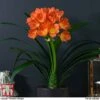 Clivia Miniata -EcoFlora Sales Shop CLIV WKB4547 A