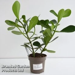 Clusia Rosea 'Princess' -EcoFlora Sales Shop CLUS PRINC12CM T44740