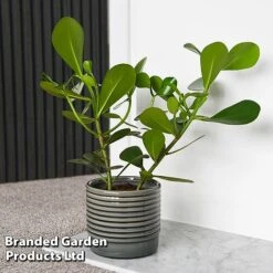 Clusia Rosea 'Princess'