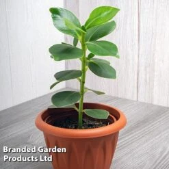 Clusia Rosea 'Princess' -EcoFlora Sales Shop CLUS PRINCESS WKF1162