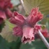 Hazelnut 'Red Cracker' -EcoFlora Sales Shop COBN DWW4611 A h