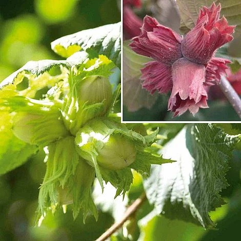 Hazelnut Collection 3 Hazelnut Collection