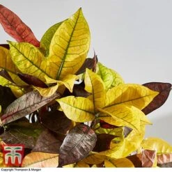Codiaeum Variegatum Var. Pictum 'Mrs Iceton' -EcoFlora Sales Shop CODI 2880 A1