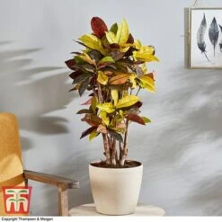 Codiaeum Variegatum Var. Pictum 'Mrs Iceton' -EcoFlora Sales Shop CODI 2880 A3