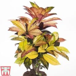 Codiaeum Variegatum Var. Pictum 'Mrs Iceton' -EcoFlora Sales Shop CODI TKA2880 A