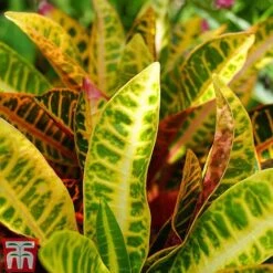 Codiaeum Variegatum Var. Pictum 'Mrs Iceton' -EcoFlora Sales Shop CODI TKA2880 C