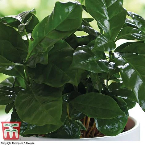 Coffea Arabica 4 Coffea Arabica - Image 2