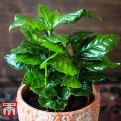 Coffea Arabica 10 Coffea Arabica -EcoFlora Sales Shop COFF KB1727 C