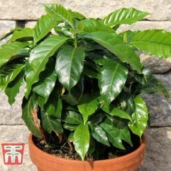 Coffea Arabica 13 Coffea Arabica -EcoFlora Sales Shop COFF KB1727 D