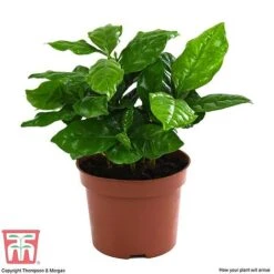 Coffea Arabica 12 Coffea Arabica -EcoFlora Sales Shop COFF KB1727 E