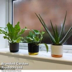 De-humidifying House Plant Collection -EcoFlora Sales Shop COLL DEHUMIDIF T46989