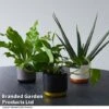 De-humidifying House Plant Collection -EcoFlora Sales Shop COLL DEHUMIDIF T46991