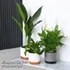 Almost Unkillable Houseplant Collection -EcoFlora Sales Shop COLL UNKILLABL T43975