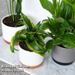 Almost Unkillable Houseplant Collection -EcoFlora Sales Shop COLL UNKILLABL T43977
