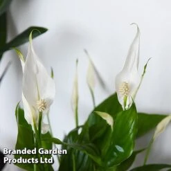 Almost Unkillable Houseplant Collection -EcoFlora Sales Shop COLL UNKILLABL T43981