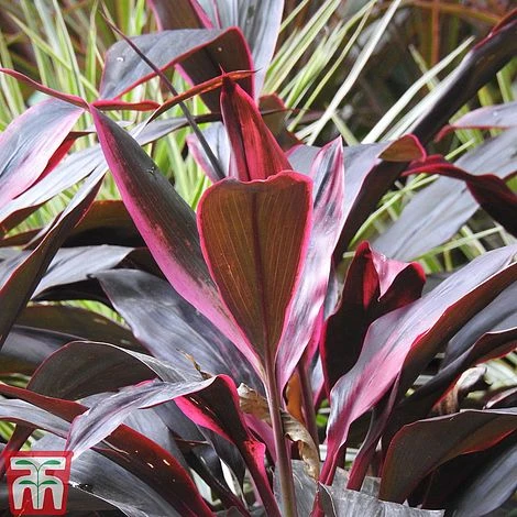 Cordyline 'Tango' 5 Cordyline 'Tango' - Image 3