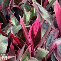 Cordyline 'Tango' 10 Cordyline 'Tango' -EcoFlora Sales Shop CORD TKA2884 B