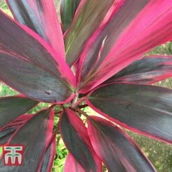 Cordyline 'Tango' 11 Cordyline 'Tango' -EcoFlora Sales Shop CORD TKA2884 E