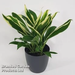 Cordyline 'Conga' (House Plant) -EcoFlora Sales Shop CORD CONGA10CM S504241