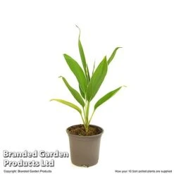 Cordyline 'Conga' (House Plant) -EcoFlora Sales Shop CORD CONGA10CM T52109