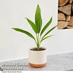 Cordyline 'Conga' (House Plant) -EcoFlora Sales Shop CORD CONGA T52110