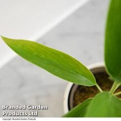 Cordyline 'Conga' (House Plant) -EcoFlora Sales Shop CORD CONGA T52112